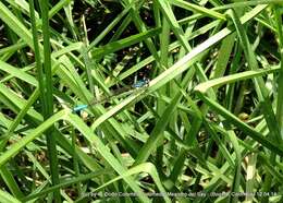 Image de Mesamphiagrion laterale (Selys 1876)