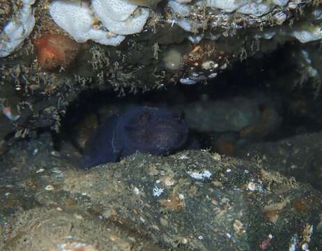 Image of New Zealand black goby