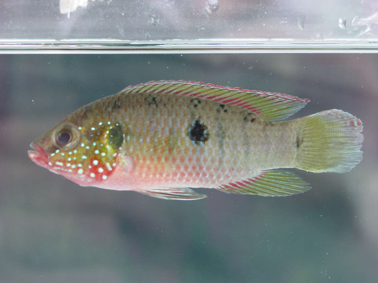 Image of Cichlidae