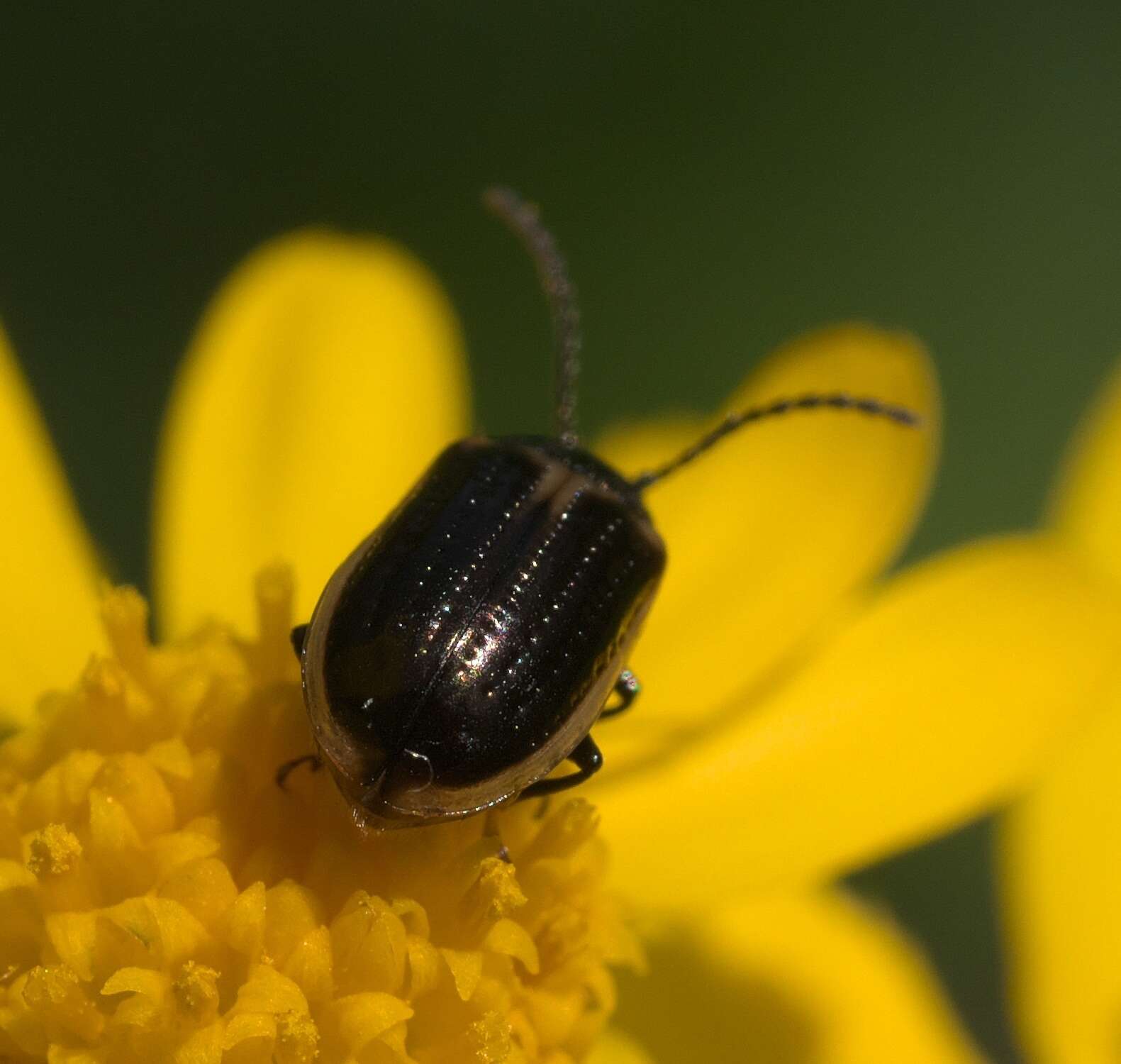 Image of Yellow-margined Leaf Beetle