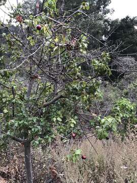 Image of hollyleaf cherry