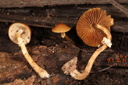 Conocybe vexans P. D. Orton 1960的圖片