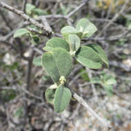 Image of Torrey's croton