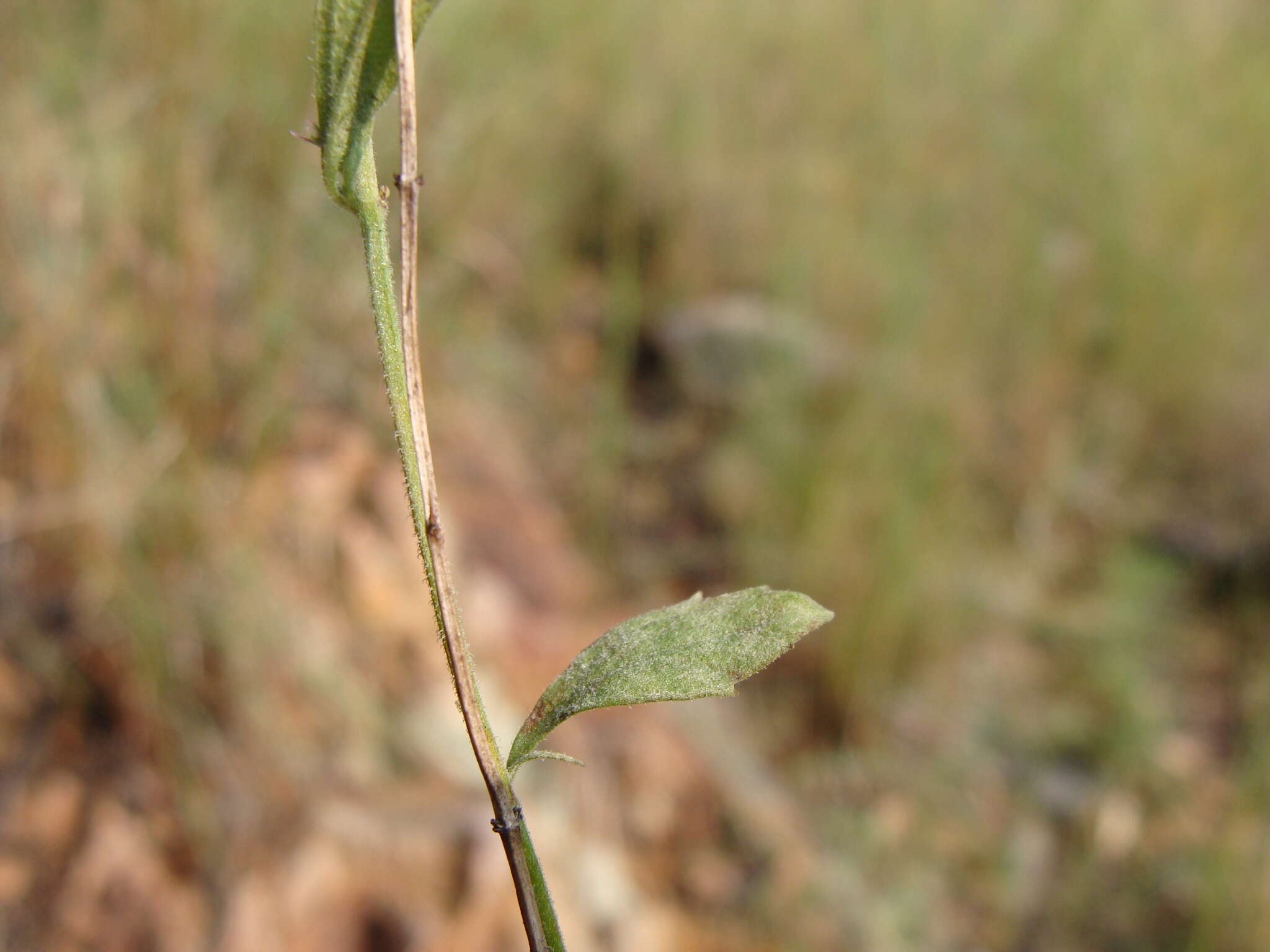 Hedeoma dentata Torr. resmi