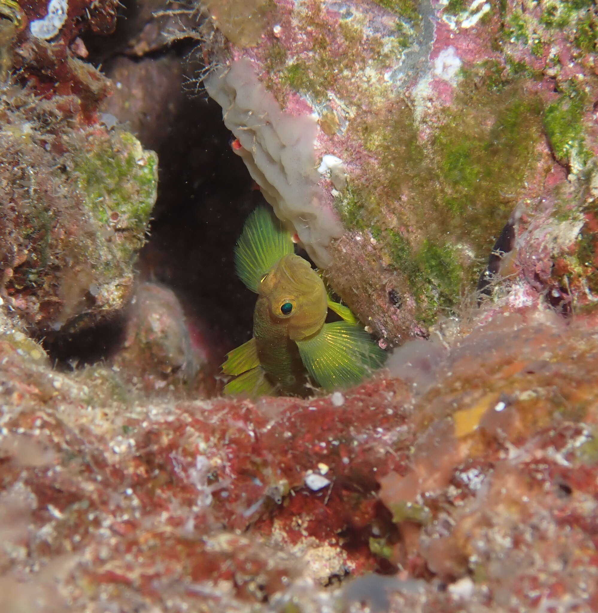 Image of Golden goby