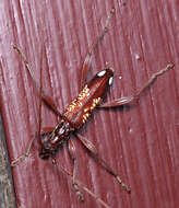 Image of Coptocercus multitrichus Wang 1995