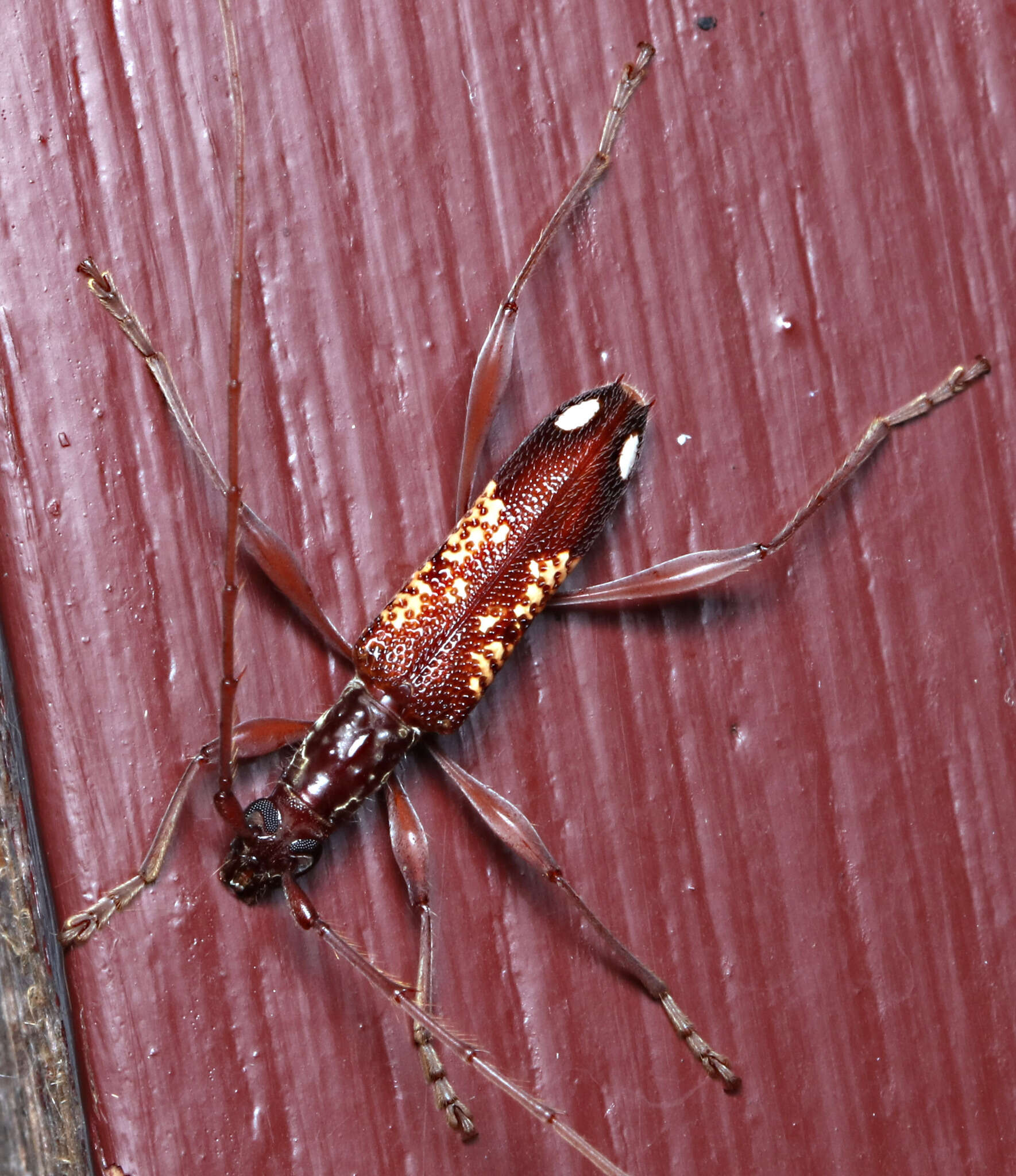 Image of Coptocercus multitrichus Wang 1995