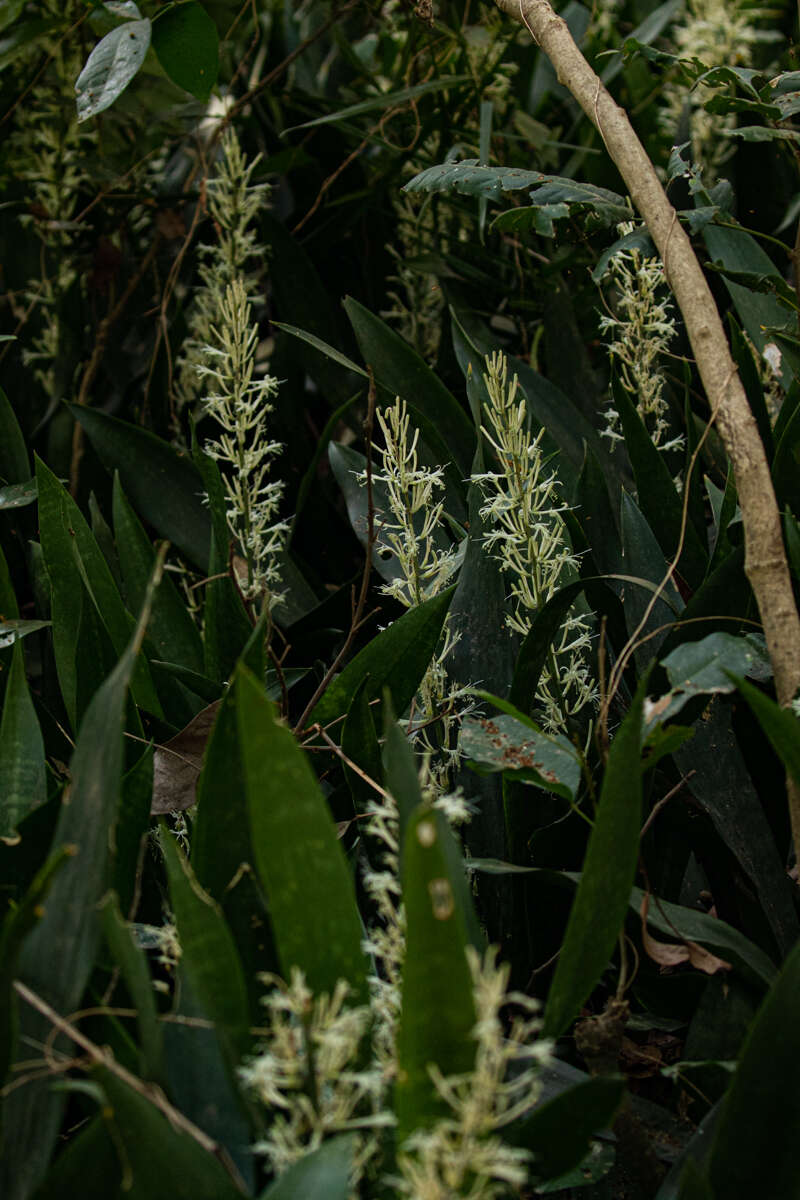 Image of bowstring hemp