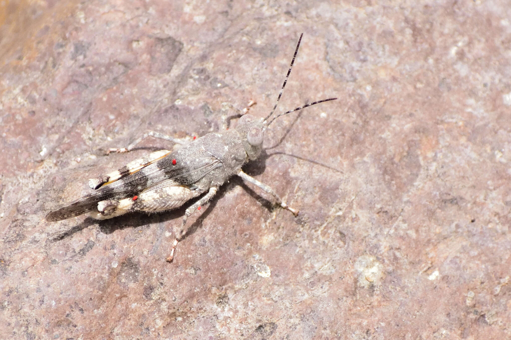 Image of Heliastus benjamini Caudell 1905