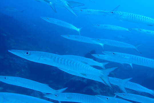 Image of Blackfin barracuda