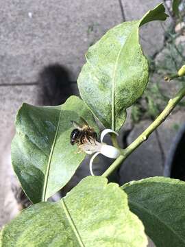 Xylocopa tabaniformis androleuca Michener 1940 resmi