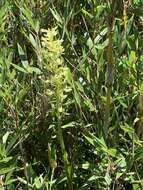 Image of Platanthera longibracteata Lindl.