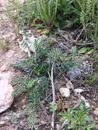 Image of silky sophora