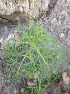 Image de Coreopsis maritima (Nutt.) Hook. fil.