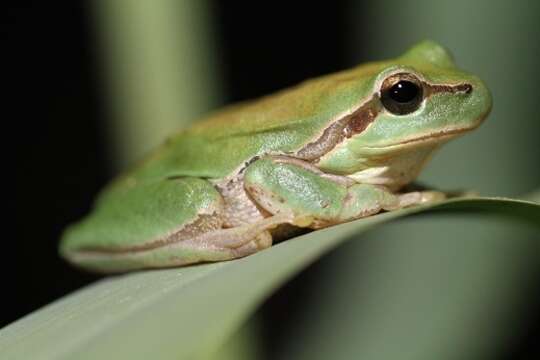 Image of Mediterranean Tree Frog