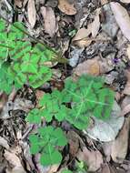 Image of Four-leaved Sorrel