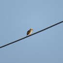 Image of Cisticola exilis volitans (Swinhoe 1859)