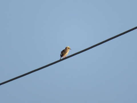 Cisticola exilis volitans (Swinhoe 1859) resmi