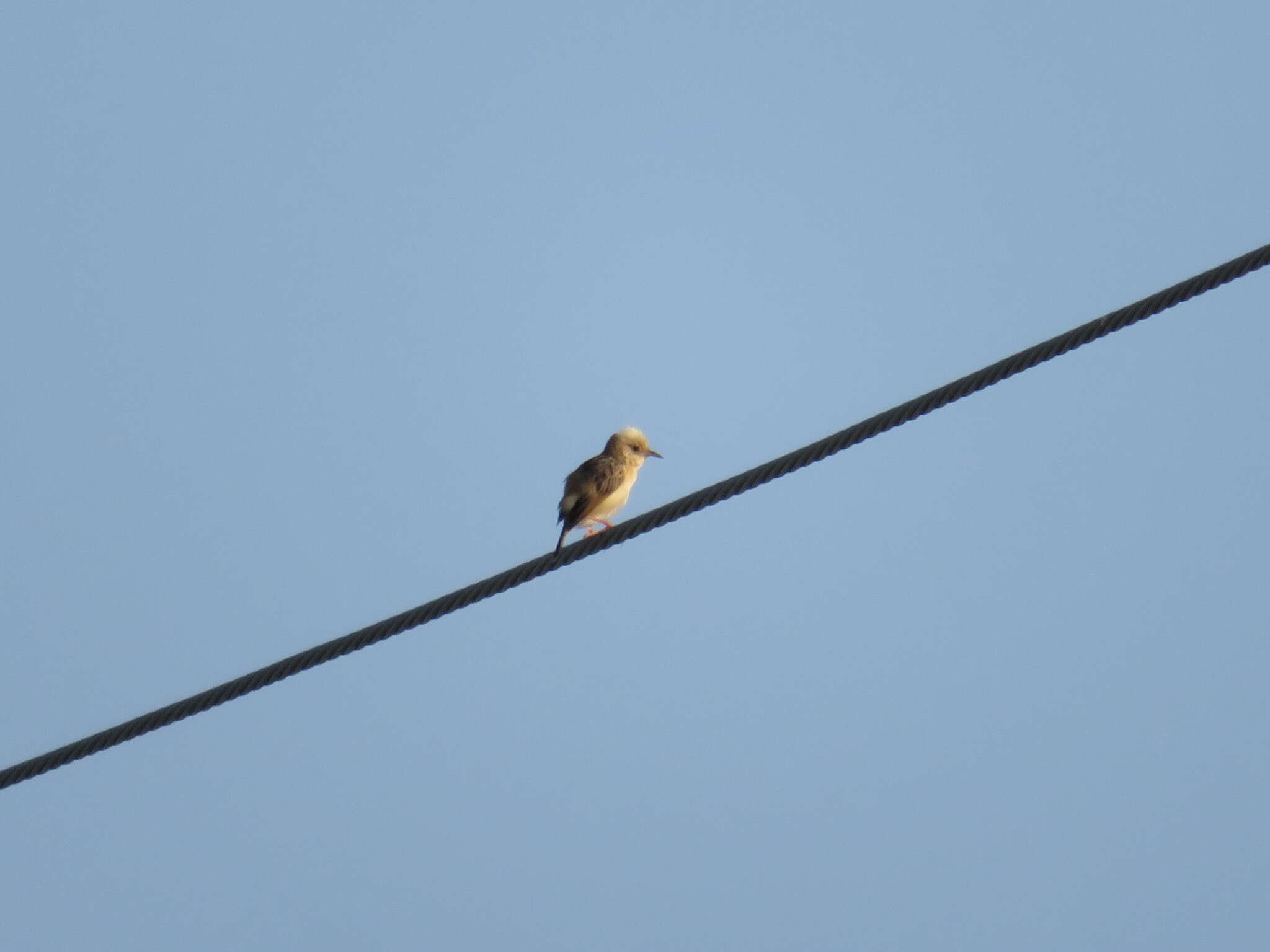 Cisticola exilis volitans (Swinhoe 1859) resmi