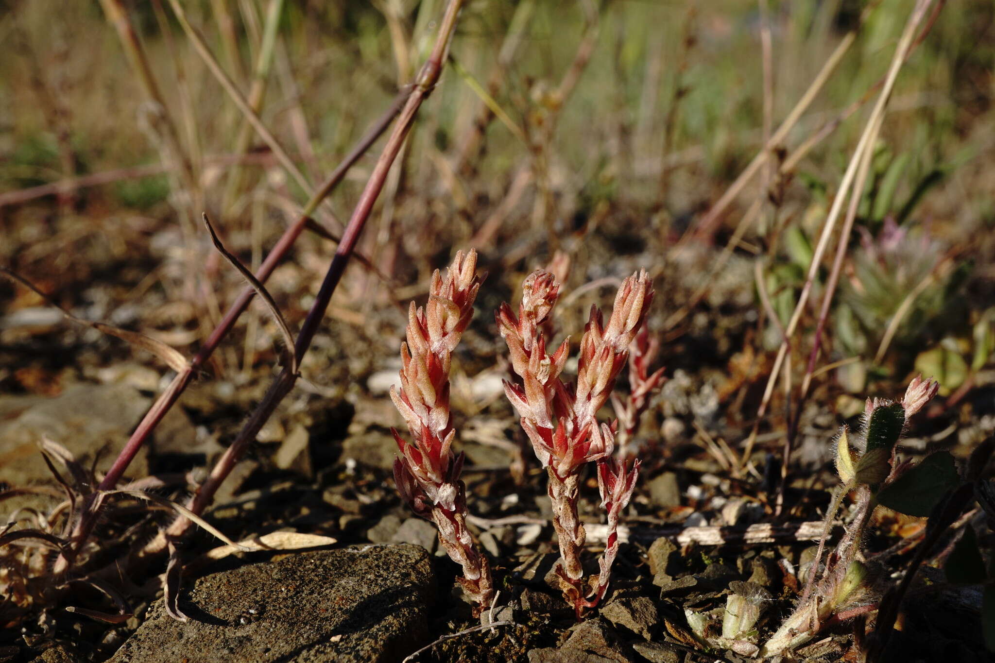 Image de Sedum aetnense Tineo