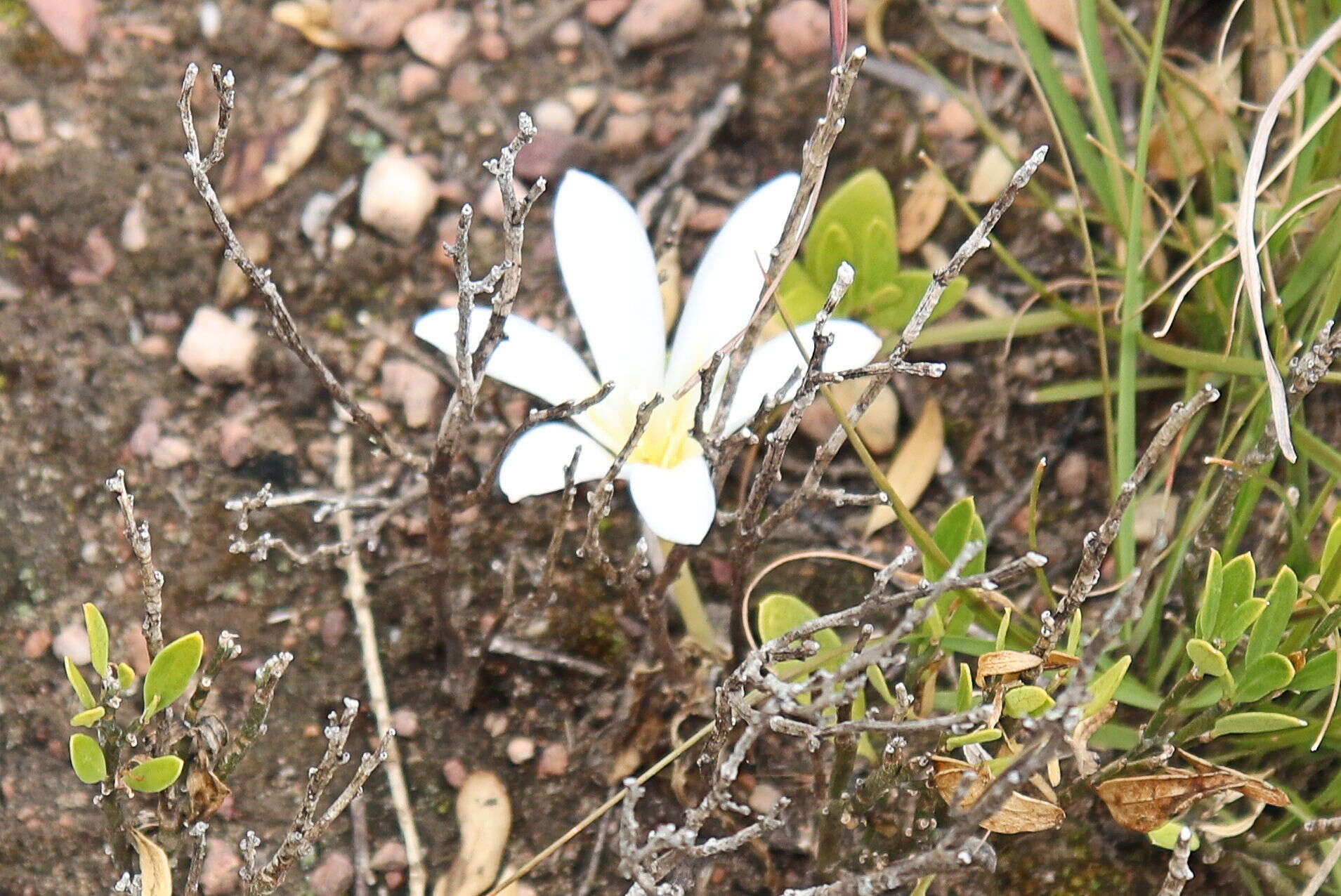 Image of Apodolirion macowanii Baker