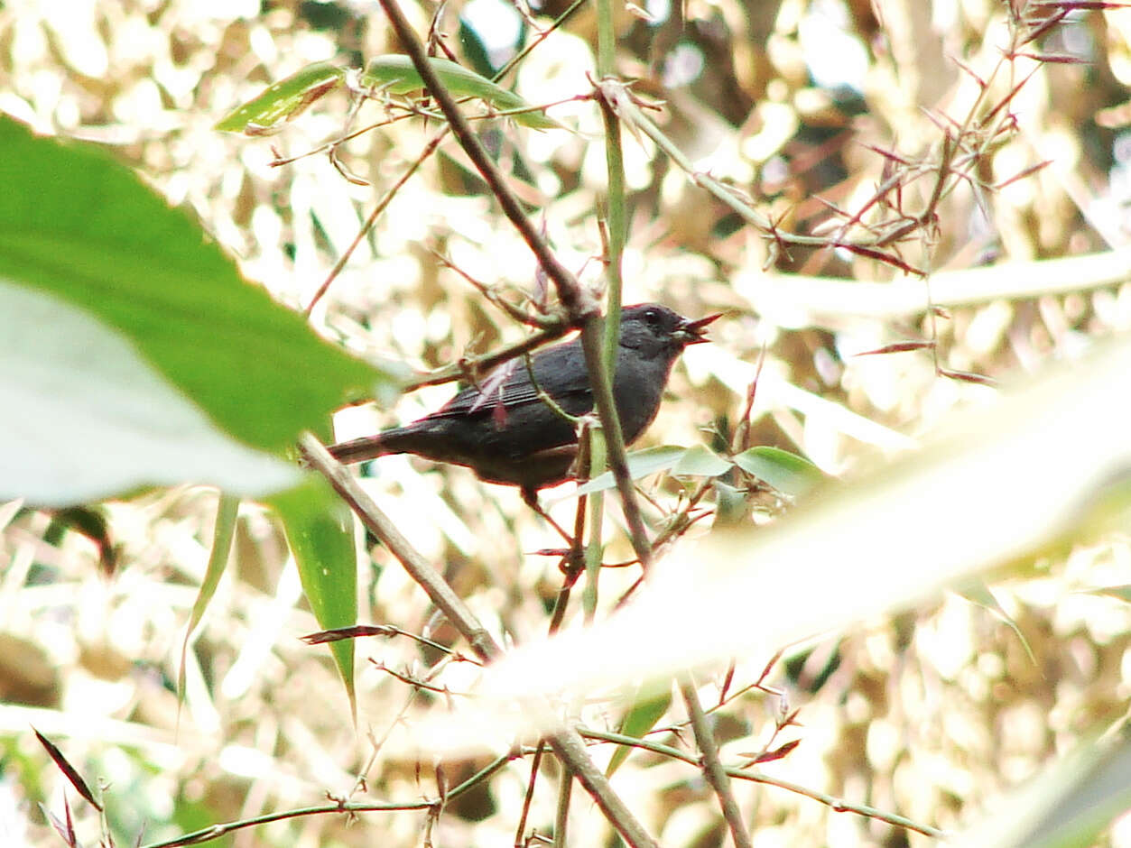 Plancia ëd Haplospiza unicolor Cabanis 1851