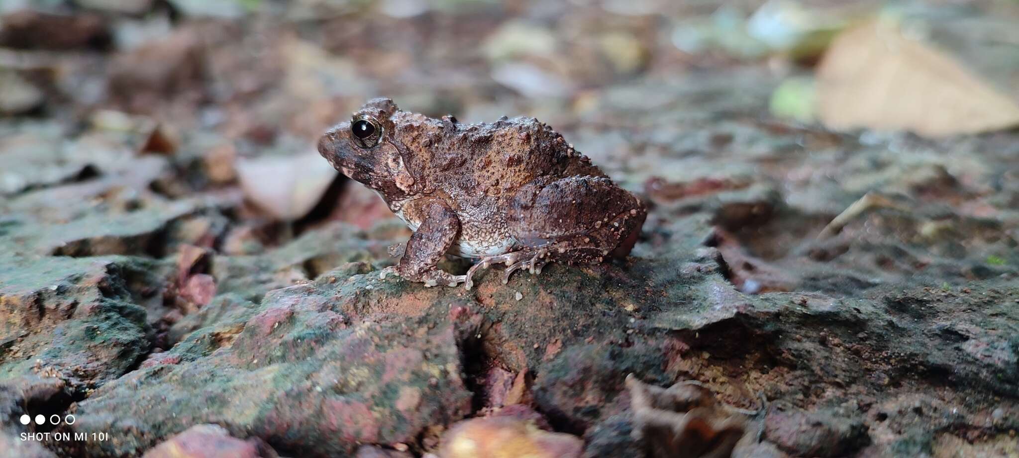 Imagem de Minervarya rufescens (Jerdon 1853)