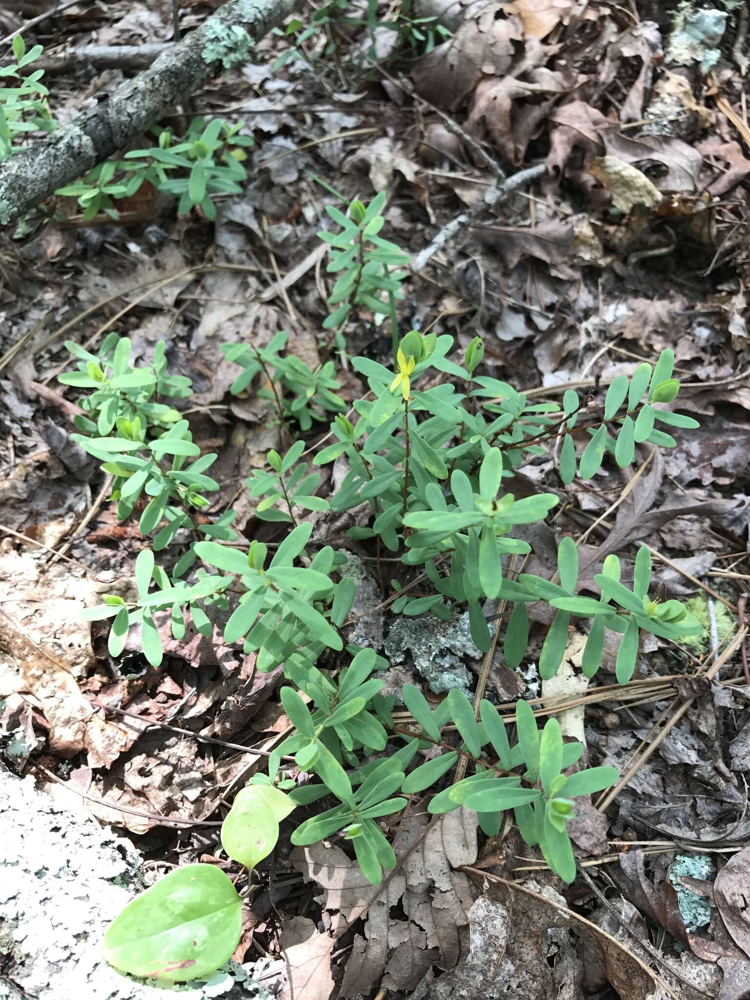 Imagem de Hypericum hypericoides subsp. multicaule (Michaux ex Willd.) N. K. B. Robson