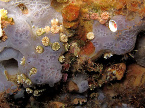 Image of Weymouth Carpet Coral