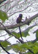 Image of golden-mantled tamarin