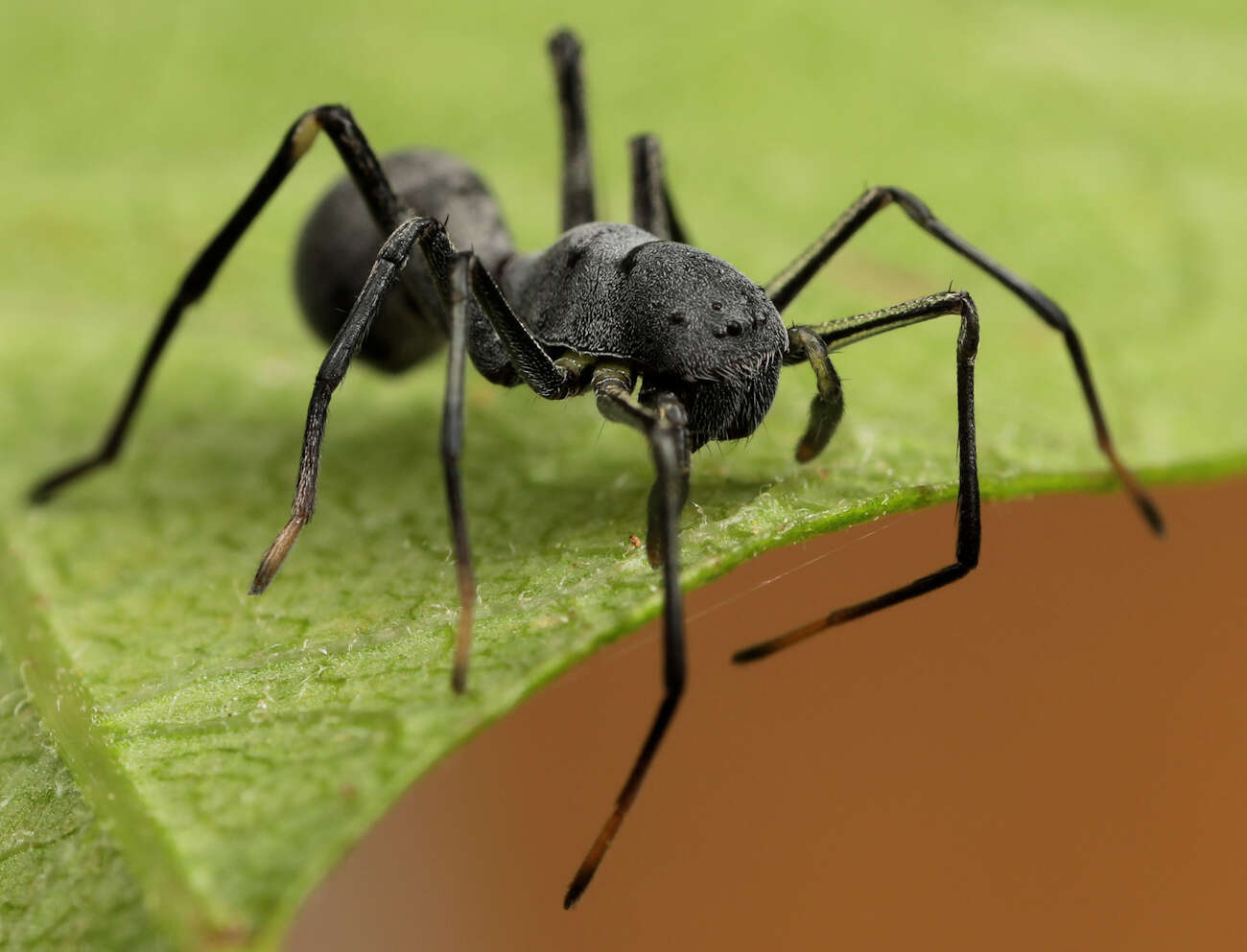 Image of Apochinomma formicaeforme Pavesi 1881