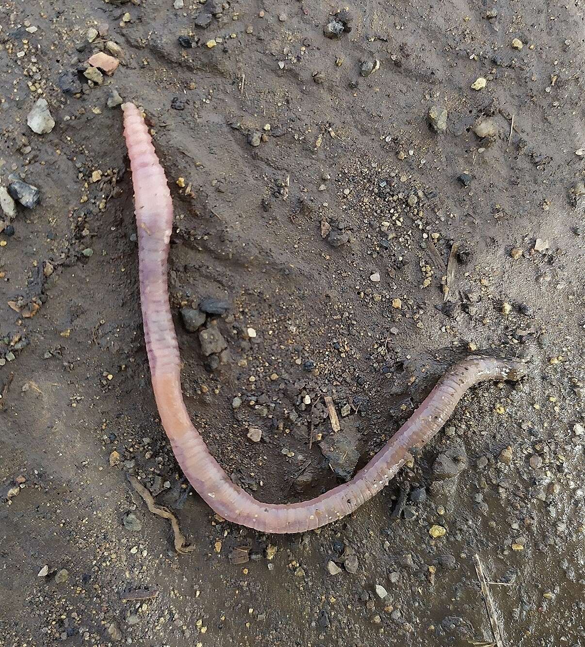 Image of White worm