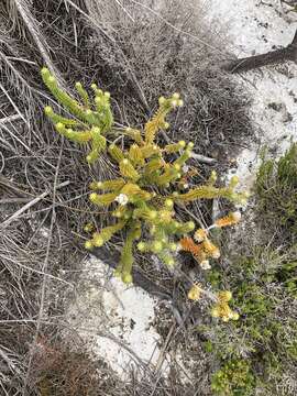 Image of Kogelbergia verticillata (Eckl. & Zeyh.) J. P Rourke