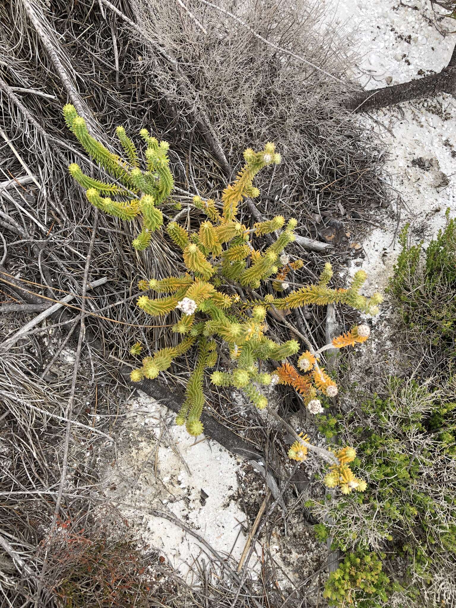 صورة Kogelbergia verticillata (Eckl. & Zeyh.) J. P Rourke