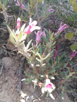 Image of Pachypodium bispinosum (L. fil.) A. DC.