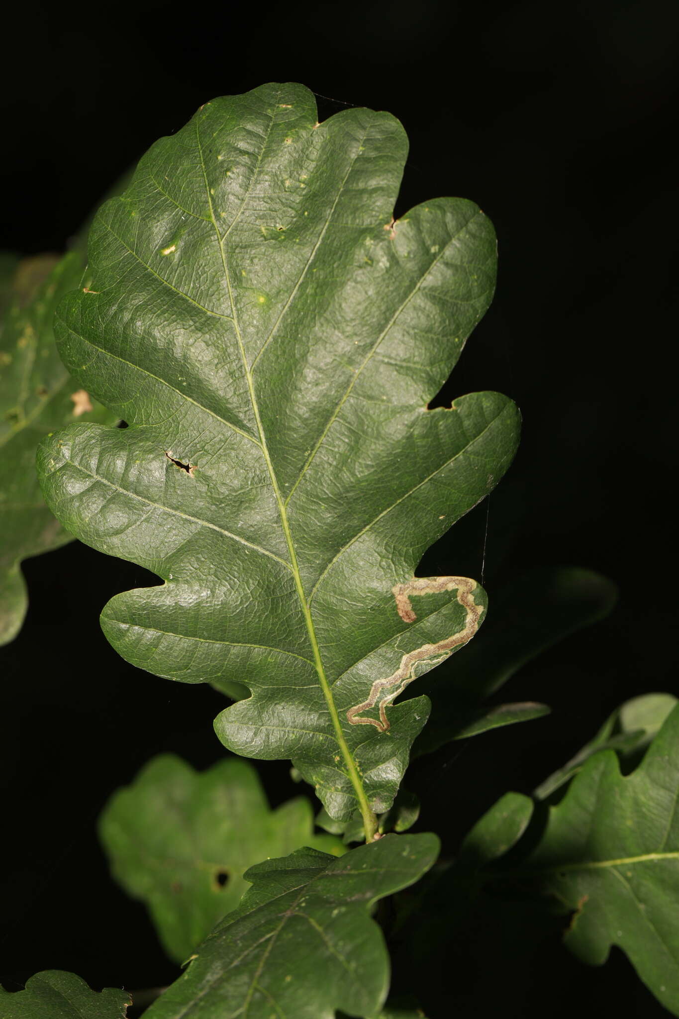 Image of Stigmella ruficapitella (Haworth 1828) Beirne 1945