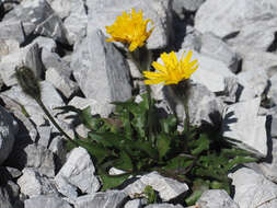 Image of Scorzoneroides montana (Lam.) J. Holub