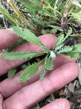 Image of Fendler's ragwort