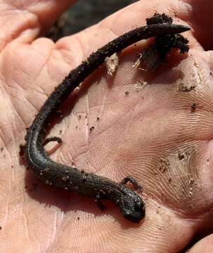 Image of Hell Hollow Slender Salamander