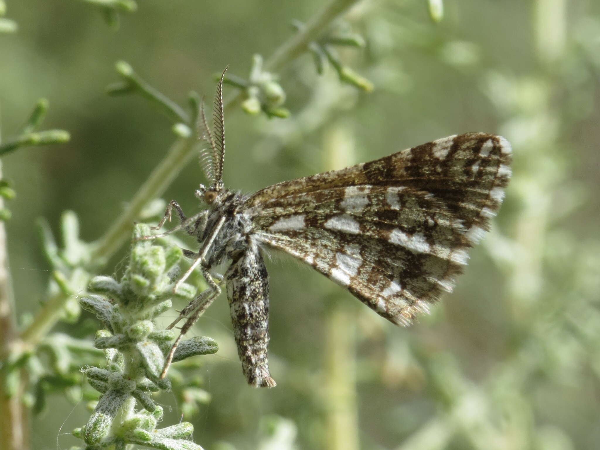 Image of Narraga nelvae catalaunica Herbulot 1943