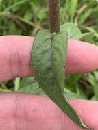 Image of barbed rattlesnakeroot