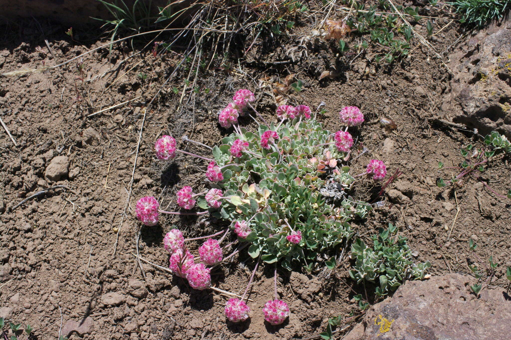 Image of Steens Mountain cushion buckwheat