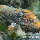 Image of Mossback velvetfish