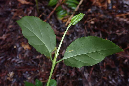 Imagem de Euonymus occidentalis Nutt. ex Torr.