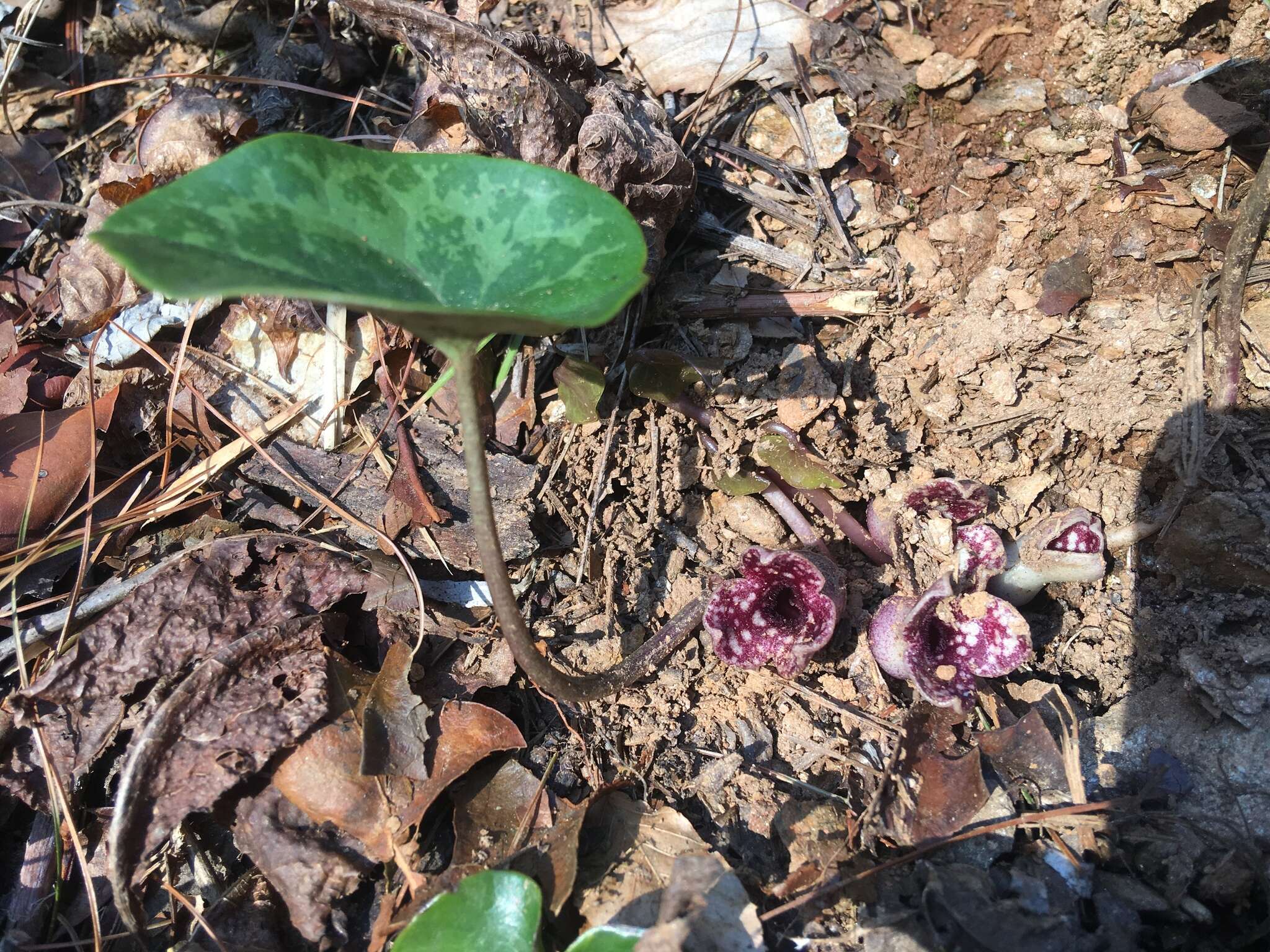 Image de Hexastylis contracta Blomq.