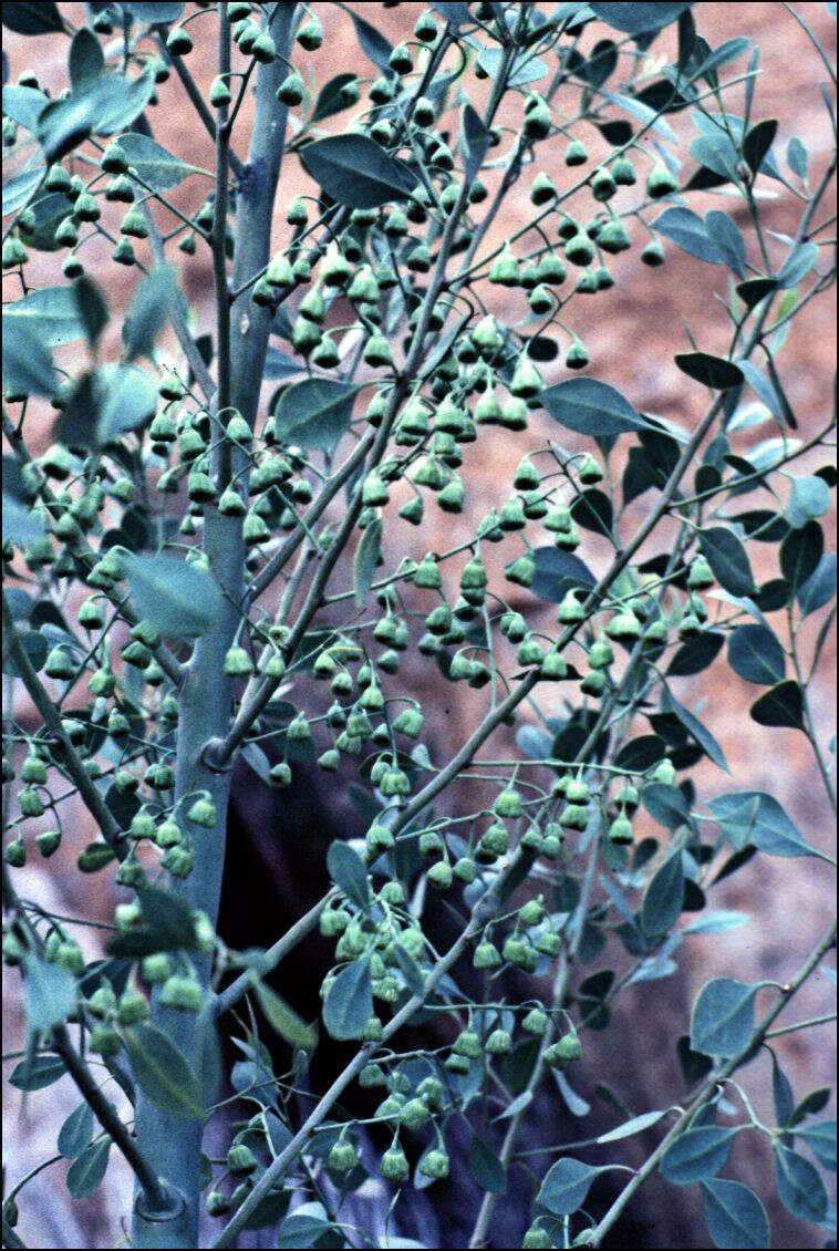 Image of Codonocarpus cotinifolius (Desf.) F. Müll.