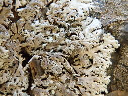 Physcia tribacia (Ach.) Nyl. resmi