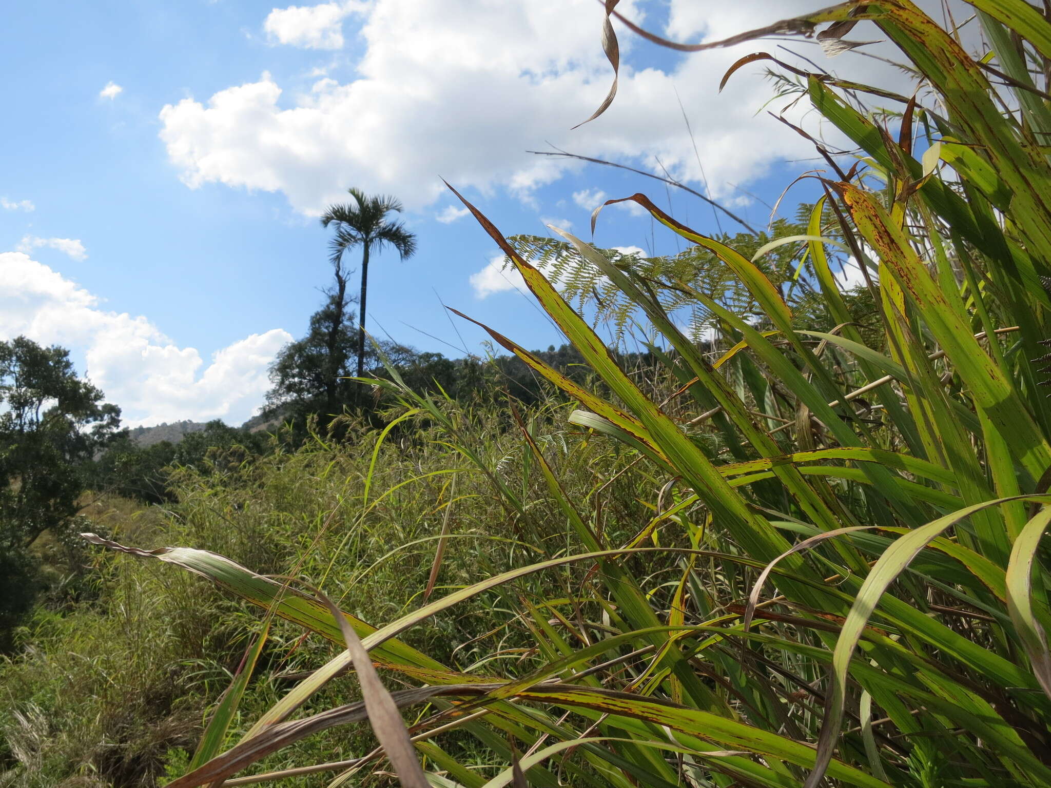 Image of Saccharum perrieri (A. Camus) Clayton