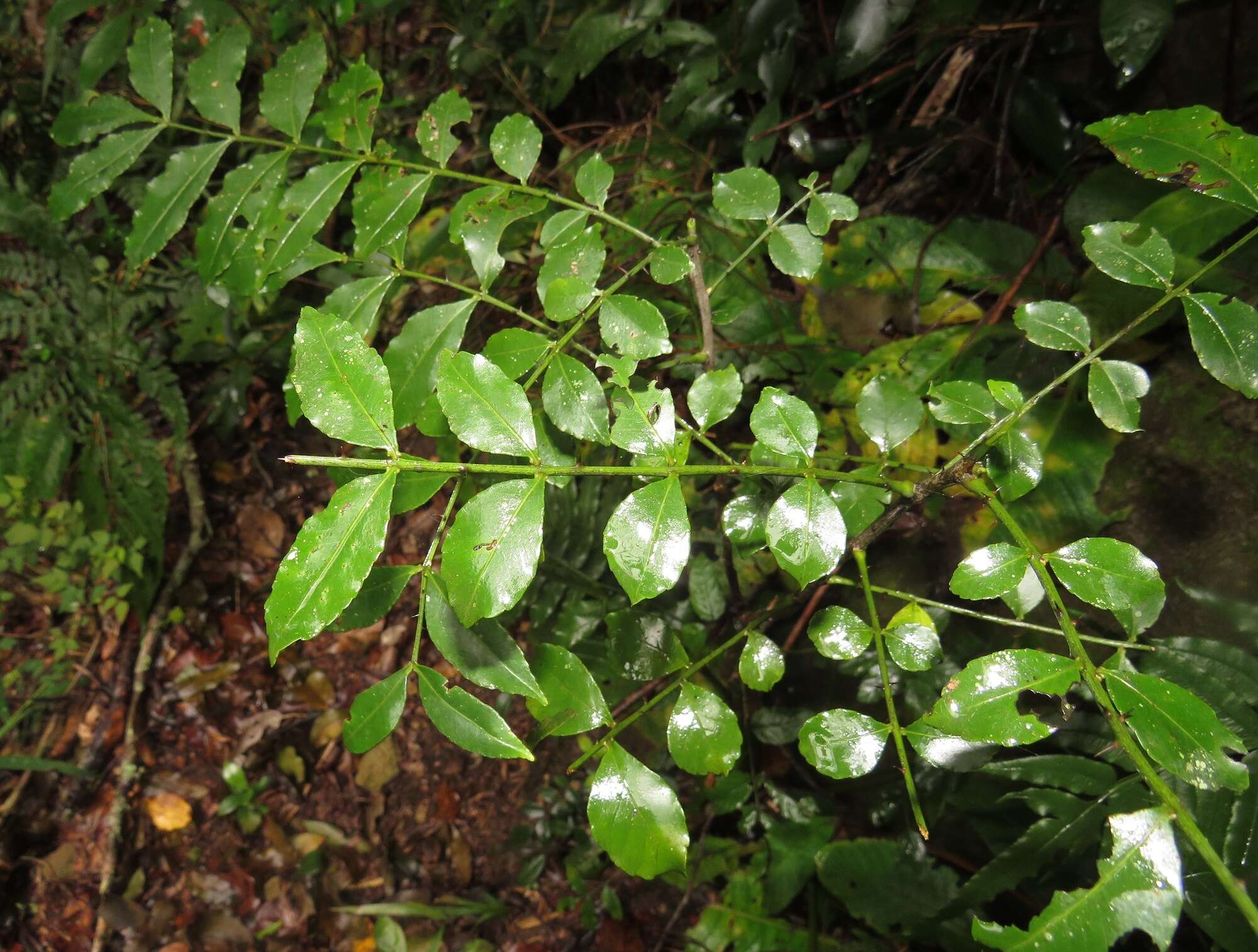 Image of Forest knobwood