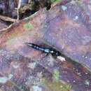 Paederus ornaticornis Sharp 1891 resmi